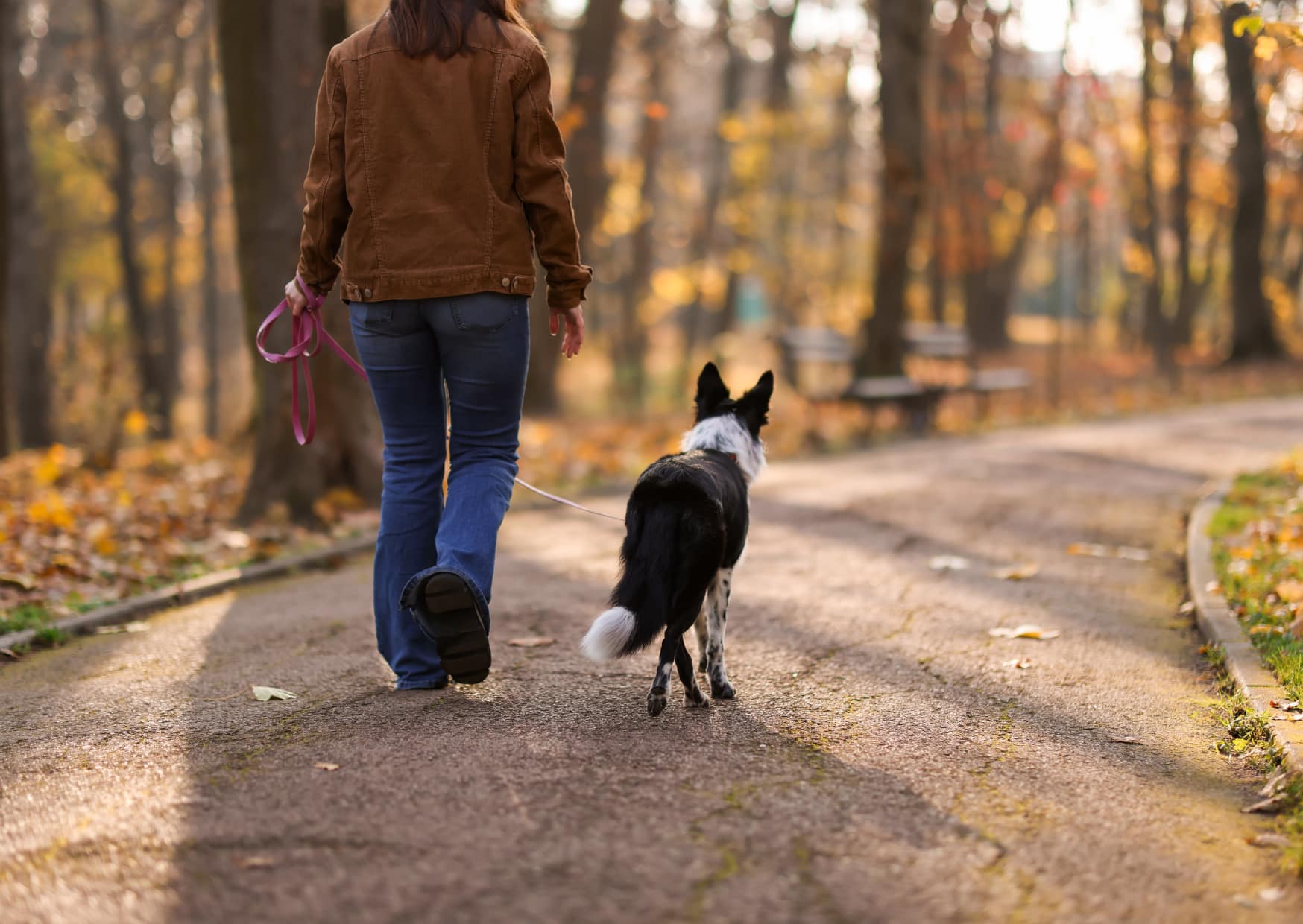 Vrouw en hond wandelen samen in een bos